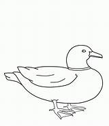 Pato Kolorowanki Kaczki Kaczka Mallard Dzieci Ducks Colorir Imprimir Pobrania Quer Costura Recomendamos Participar Paintingvalley sketch template