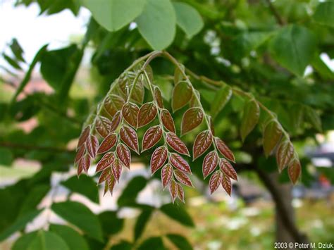 gymnocladus dioicus kentucky coffee tree minnesota wildflowers