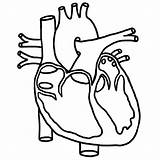 Heart Human Diagram Anatomy Coloring Pages Choose Board Printable Outline Kids Drawing sketch template