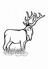 Deer Coloring Pages Totally Enjoyable Leisure Activity Time Forget Supplies Don sketch template