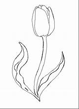 Coloring Tulip Pages Flower Printable Drawing Outline Spring Template Print Kids Color Tulips Watering Flowers Step Dahlia Easy Marble Templates sketch template