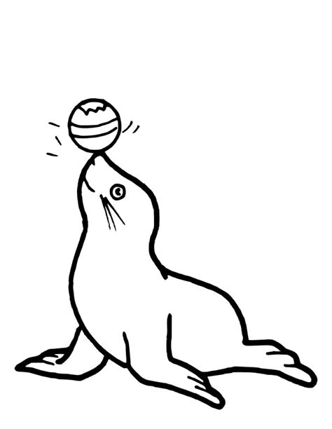 seal animals  printable coloring pages