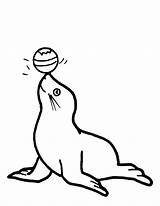 Seal Coloring Clipart Printable Pages Animals Circus Elephant Drawing sketch template