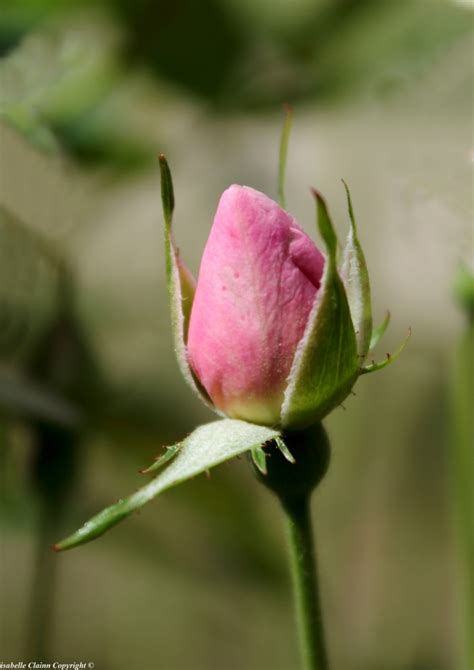 la petite rose les fleurs  les fruits forumdephotoscom