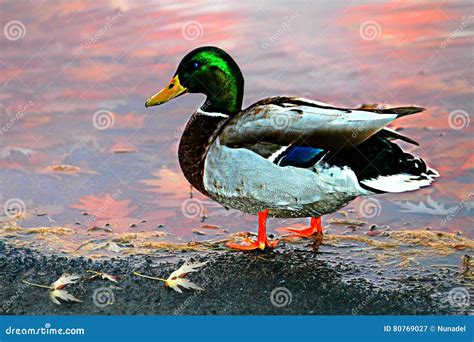 duck drake stock image image  closeup green laughing