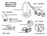 Mollusk Coloring Mollusca Phylum Mollusks Animals Labeling Exploringnature Para Pages Pdf Higher Homeschool Classes Guardado sketch template
