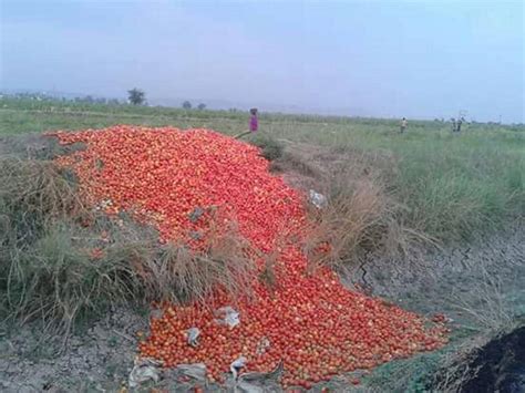 farmers  sehore throw tomatoes due  unremunerative prices bhopal