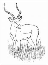 Antilope Antelope Coloriages Coloriage Dessin Imprimer Attrayant Impala Mammals Antelopes sketch template