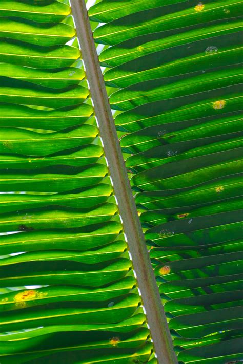 palm tree leaf pattern  stock photo public domain pictures