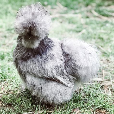 super fluff silkies breeder sadie girl farm