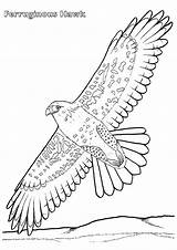 Hawk Coloring Pages Printable Books sketch template