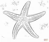 Dibujos Estrella Starfish sketch template