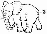 Elefante Colorare Animali Disegni sketch template