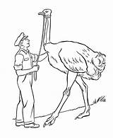 Ostrich Zoo Unta Burung Mewarna Bestcoloringpagesforkids Erste sketch template