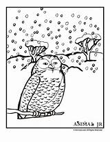 Coloring Winter Pages Snow Owl Christmas Birds Bird Preschool Colouring Print Animaljr Animal Solstice Kids Books sketch template