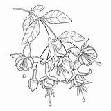 Fuchsia Bud Bunch Ornate sketch template