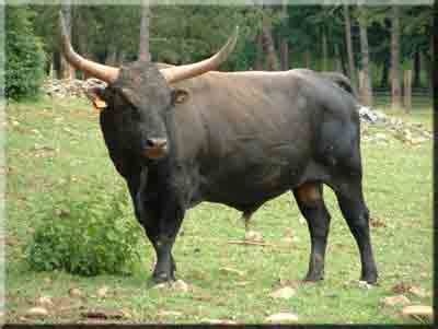 unique facts  europe aurochs