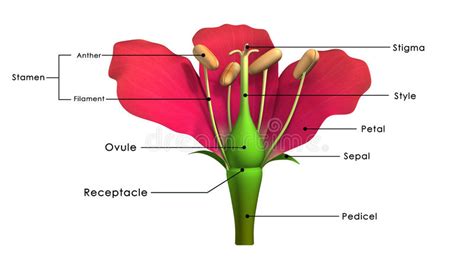 Parts Of A Flower Stock Illustration Illustration Of