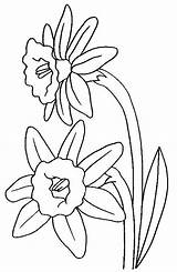 Coloriage Jonquille Daffodils Salticoz Diferentes Acessar Jonquilles Artesanias sketch template