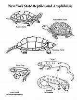 Coloring Amphibians Reptiles York State Reptile Amphibian Pages Color Template Printable Getcolorings sketch template
