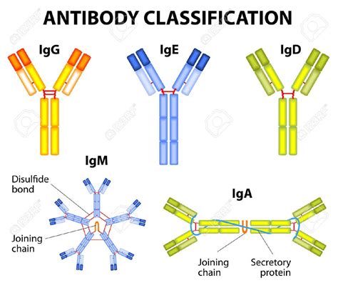 antibody structure classes  functions  biology notes