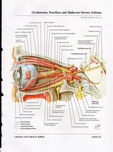 Netter Head And Neck Anatomy Gallery