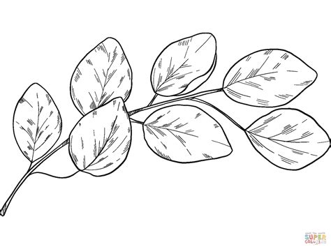 eucalyptus branch coloring page  printable coloring pages