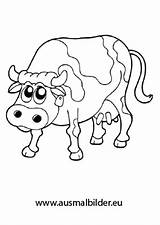 Kuh Bauernhof Ausmalbild Ausmalen Ausdrucken Kostenlos Malvorlagen Bauer Malvorlage Feld Thema Kühe sketch template