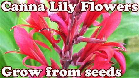 grow canna lily lilly cannas lilies lillies seed seeds