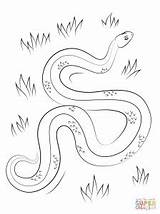 Pages Coloring Viper Adder Snake Drawing Horned Getdrawings Template sketch template