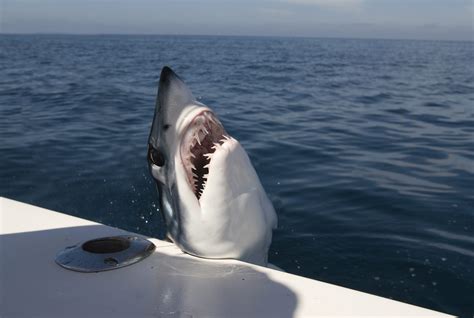 huge severed shark head  viral  people speculate   ate  news