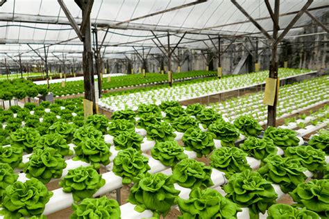 hydroponics food nutrition magazine