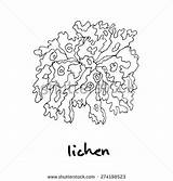 Lichen Clipart Wood Designlooter Clipground 5kb 470px sketch template