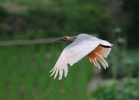 zoothera birding blog crested ibis
