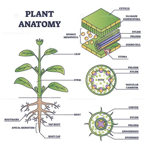 plant anatomy  structure  internal side view parts outline diagram vectormine