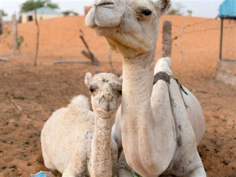 discover 13 fun facts about camels spana
