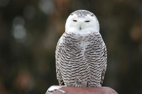 superb snowy owl  vermont juvenile female rsuperbowl