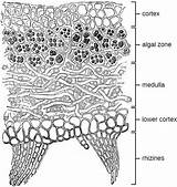 Lichen Lichens Flechten Thallus Microbiology Querschnitt Hyphae Labeled Libretexts Microbio Durch sketch template