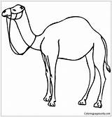 Camel Outline Clip Pages Coloring Color Printable Print sketch template