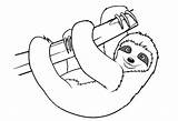 Sloth Leniwiec Sloths Kolorowanka Toed Leniwy Druku Kolorowanki Realistic Printables Bettercoloring Wydruku Drukowanka Zwierzątko Colorin sketch template