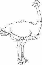 Avestruz Ostrich Animais Pintarcolorir Avestruces Muitos Ainda Publicada sketch template