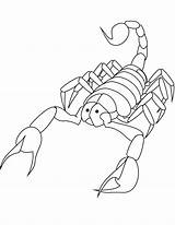 Scorpioni Scorpions Printmania Animali Ragni Insetos sketch template