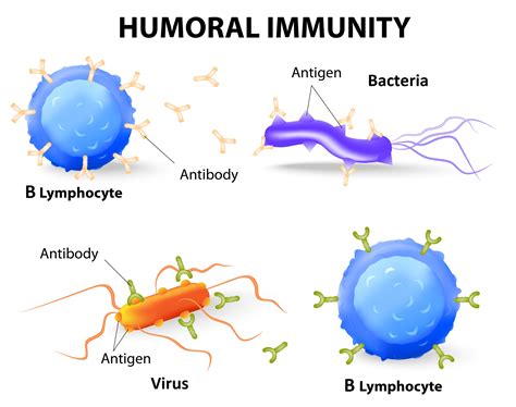 immune system protects   infection part   cells