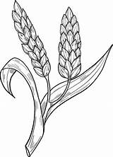 Wheat Coloring Pages Printable Supercoloring Categories sketch template