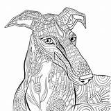 Greyhound Tiermuster Antiestresse Livro Reino Hound Malvorlagen sketch template