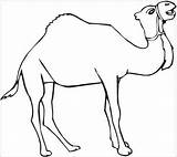 Camel Coloring Pages Print Color Kids Clipart Caravan Printable Drawing Clip Cliparts Thirsty Clipartmag Library Getdrawings Getcolorings Arabian sketch template