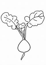 Radish Vegetables sketch template