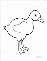 Goose Baby Clipart Clip Gosling Coloring Goslings Clipground Animals Preview sketch template