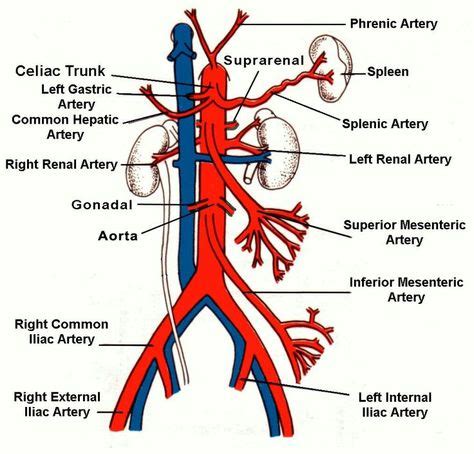 feacebbbadebdfjpg  arteries anatomy diagnostic medical sonography