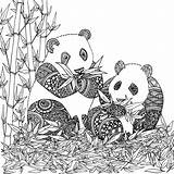 Pandas Roux Chocobo Artherapie Colorear Adulte Erwachsene Osos Coloriages Magique Localement Zentangle Ostern Colouring Wonder Pattinaggio Antistress Ghiaccio sketch template